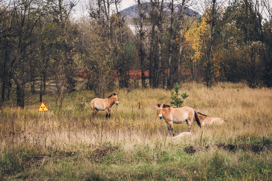 Лошади Пржевальского в зоне отчуждения. Фото Flickr/Michael Kötter